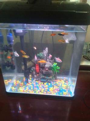 太原寵物市場觀察 99成新魚缸標價230元，折射二手寵物用品新趨勢