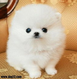 黑龍江寵物用品網購量躋身全國前列，科學選購有訣竅